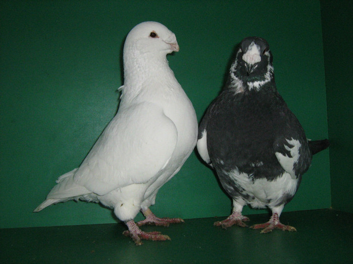 IMG_0562 - Porumbei americani 2012