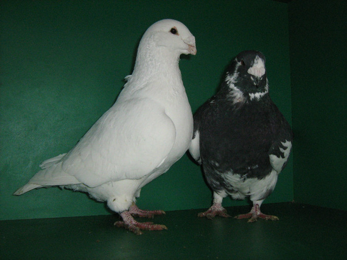 IMG_0563 - Porumbei americani 2012