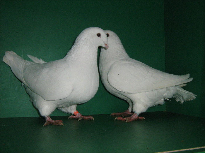 IMG_0564 - Porumbei americani 2012