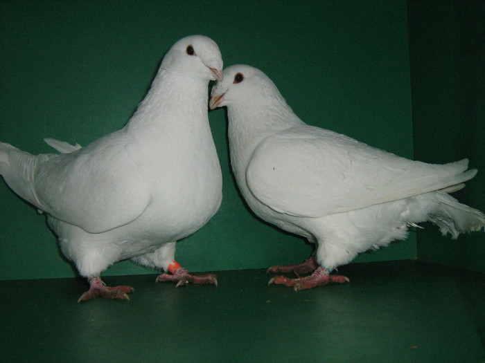 IMG_0565 - Porumbei americani 2012