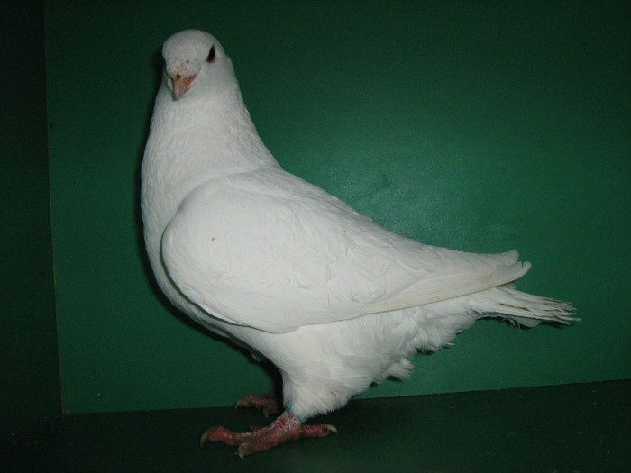 IMG_0566 - Porumbei americani 2012