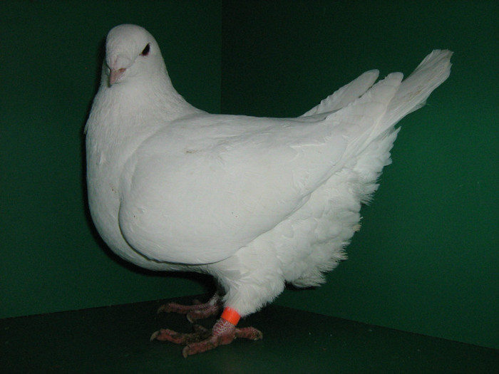 IMG_0567 - Porumbei americani 2012
