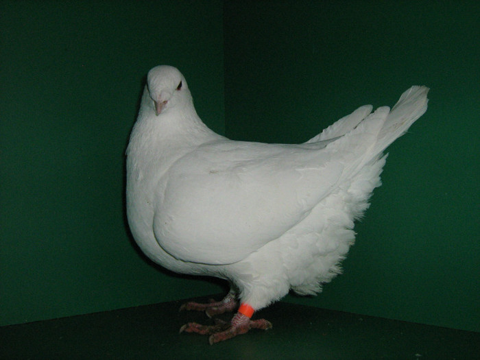 IMG_0568 - Porumbei americani 2012