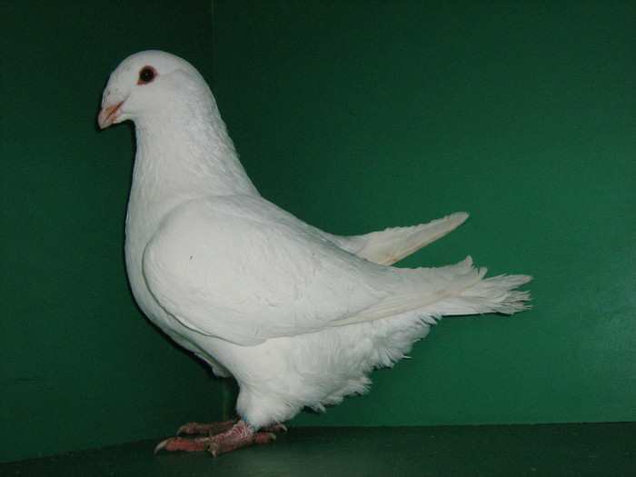 IMG_0570 - Porumbei americani 2012