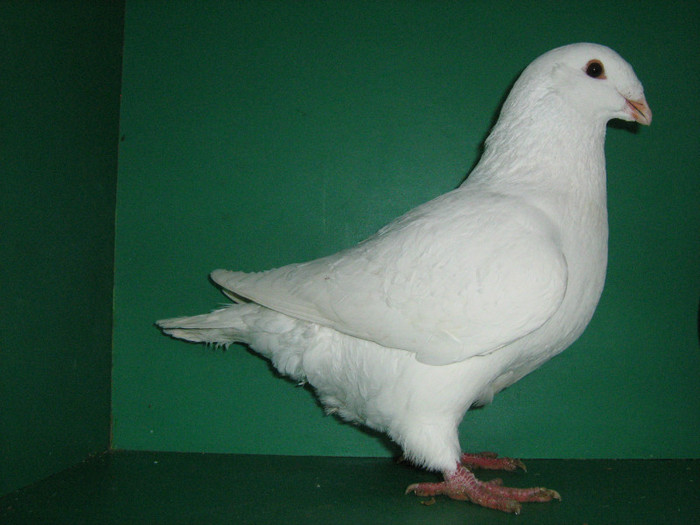 IMG_0572 - Porumbei americani 2012