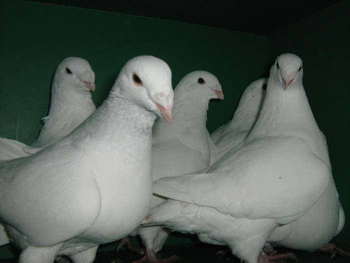 IMG_0574 - Porumbei americani 2012