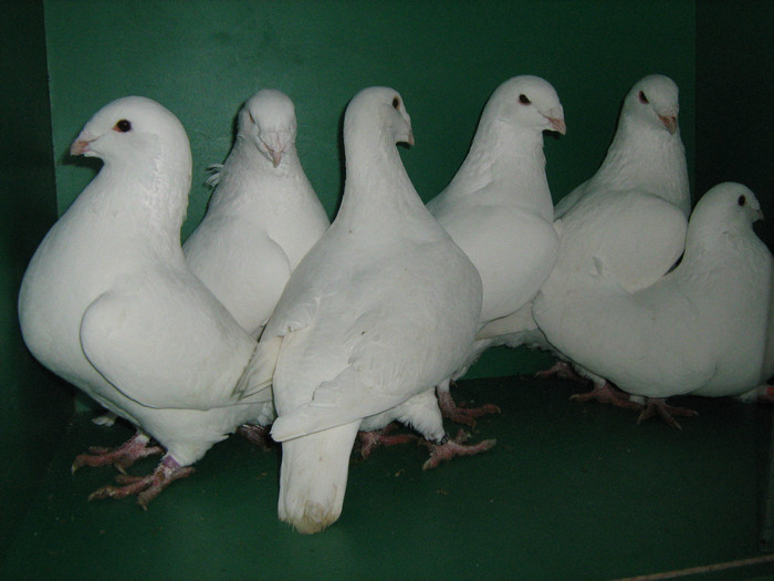 IMG_0575 - Porumbei americani 2012