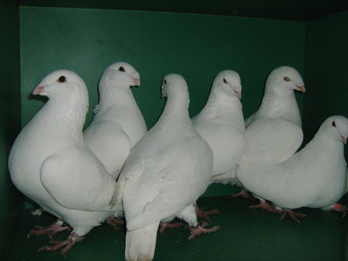 IMG_0576 - Porumbei americani 2012