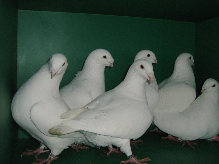 IMG_0577 - Porumbei americani 2012