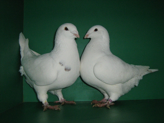 IMG_0582 - Porumbei americani 2012