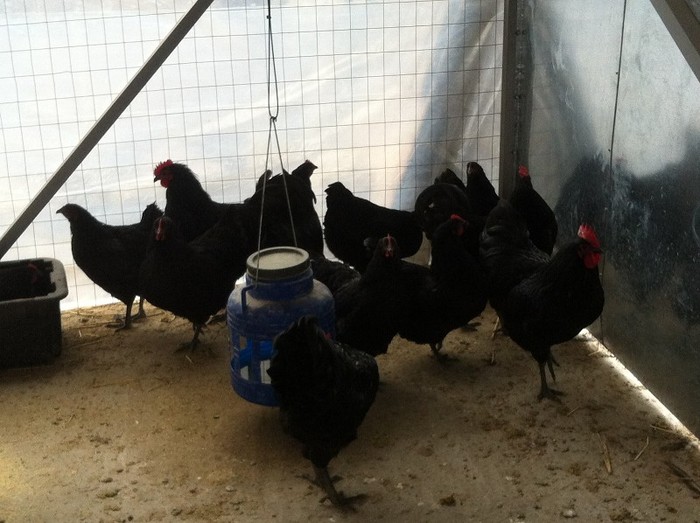 IMG_1253 - Australorp Negru