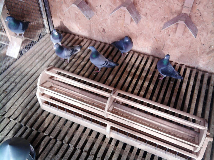 gratare compartiment