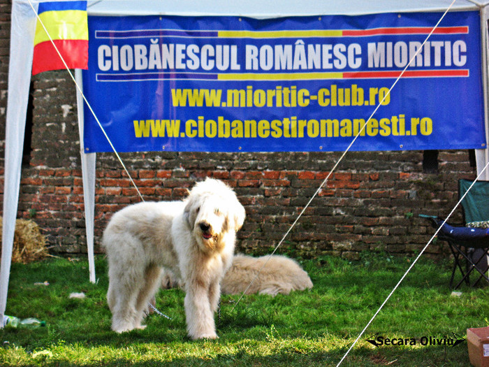 Astra la Alba-Iulia; Mioritic
