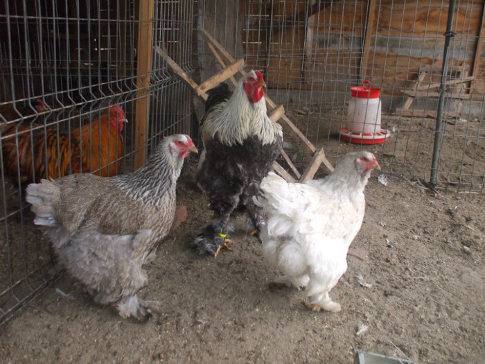 brahma silver familie 2011