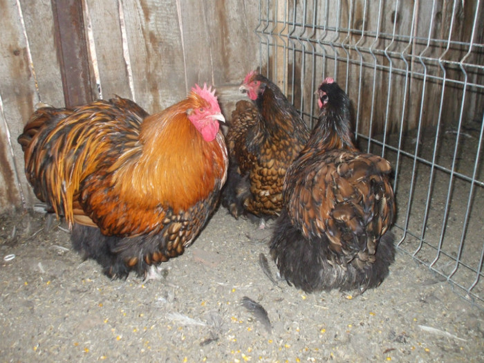 orpington auriu familie 1