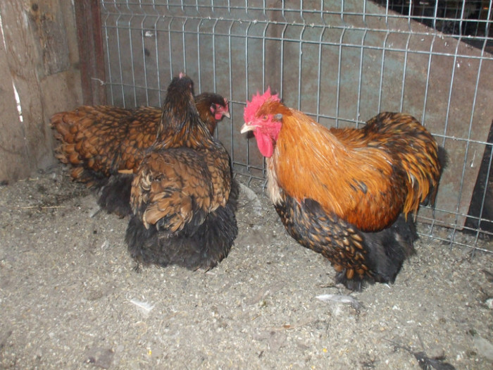 orpington auriu familie 2