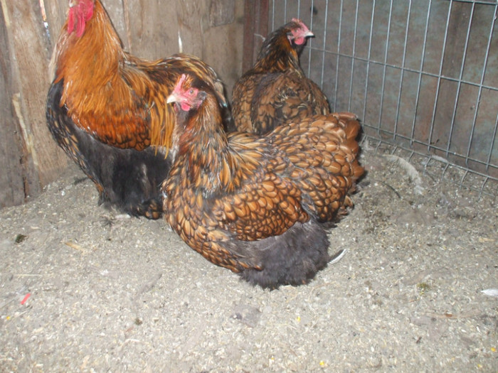 orpington auriu familie 2