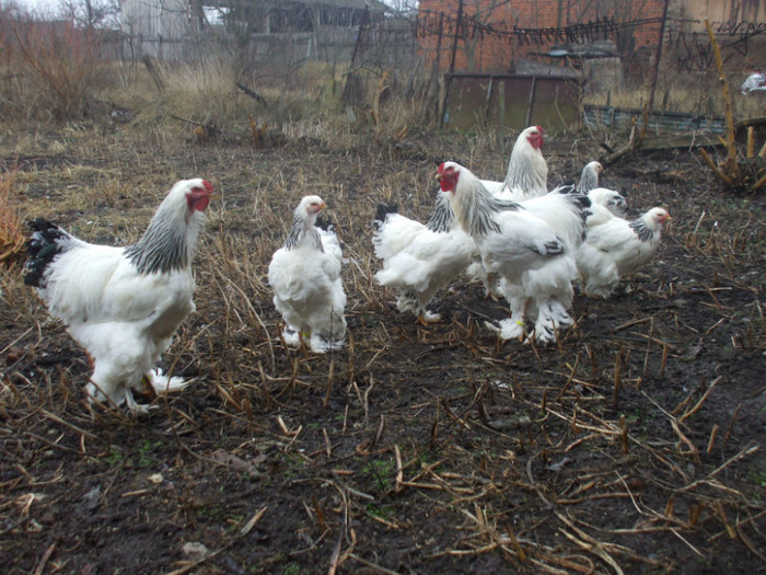 familie herminat deschis 2011