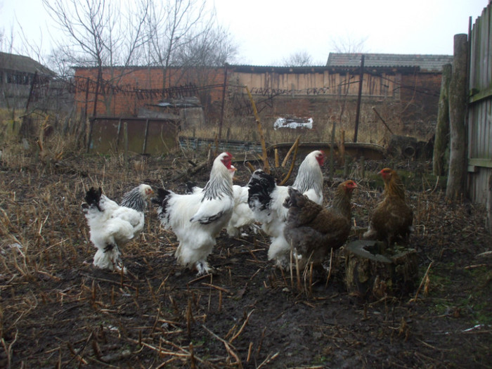 familie herminat deschis 2011