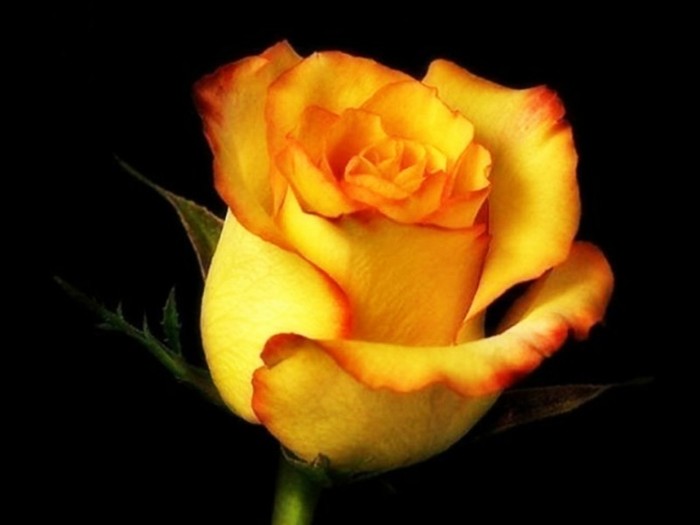 3797141 - poze flori