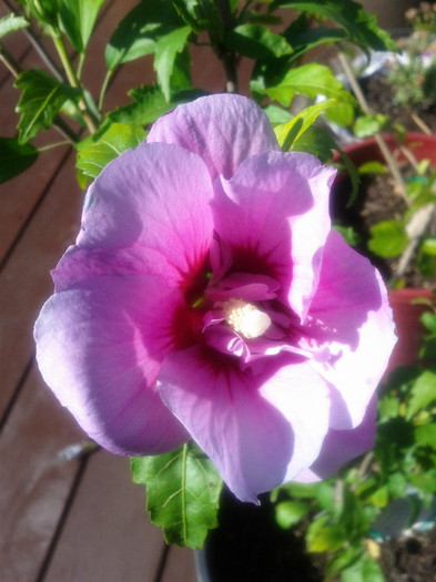 28.12.11 - Hibiscus 2011-2012