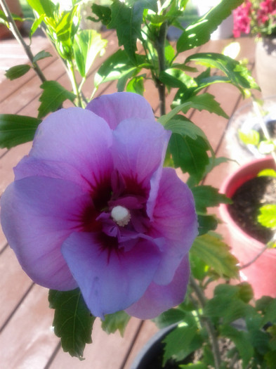  - Hibiscus 2011-2012