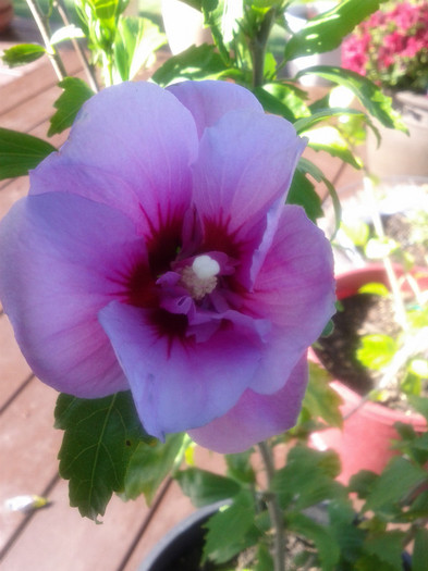  - Hibiscus 2011-2012