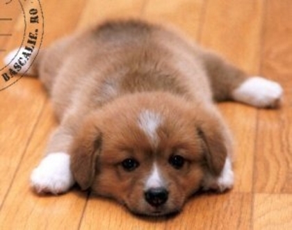 imagini-dragute_17c47ae86ff56f