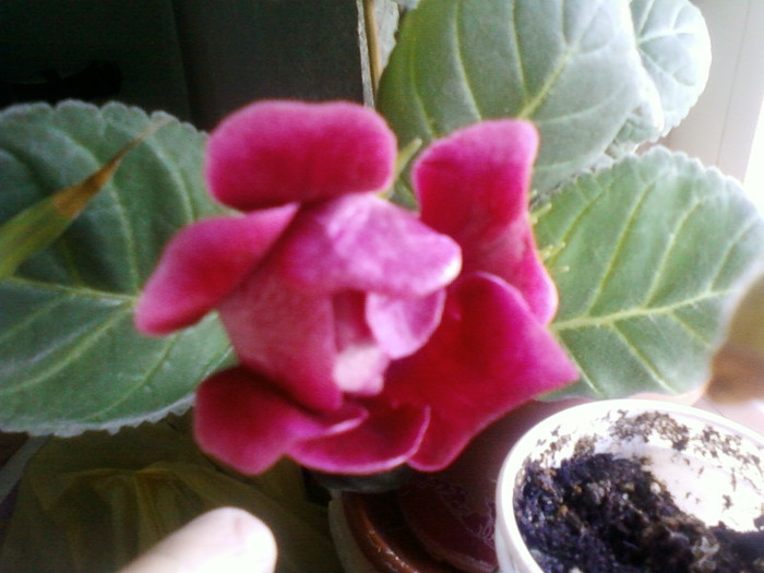 1 ian 2012 001; floare de gloxi -1 ian 2012
