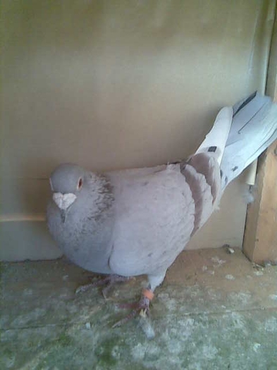 1argintiu 2008 354914