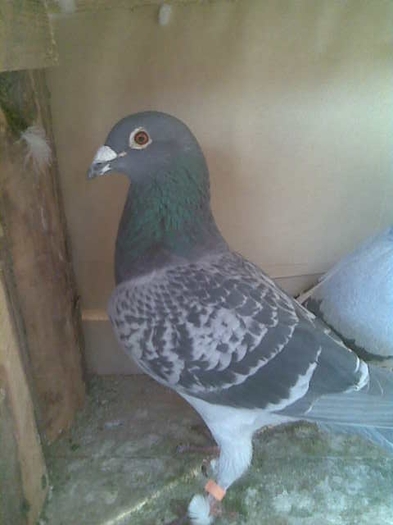 1cursar mascul ro 2008 1133411; ZBURAT DIN POLONIA CLASAT
