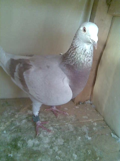 ARGINTIE RO 2007 700820; ZBURATA SI CLASATA
