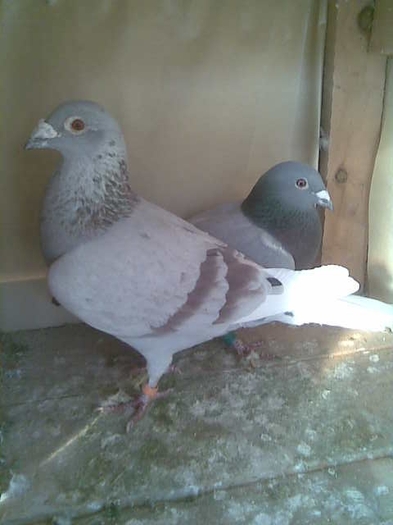 argintiu 2008 354914