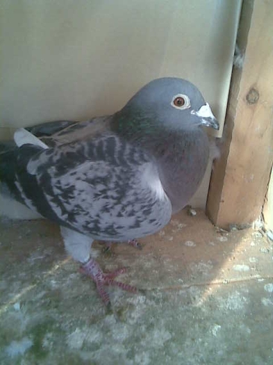 FEMELA RO 2007 SPBR 78119