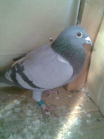 gri ro 2009 FCR 030309