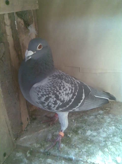 MASCUL 2008 1133411 - VOIAJORI poze vechi