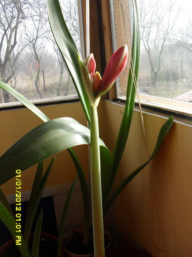 SDC11304 - 1_My Amaryllis-2012