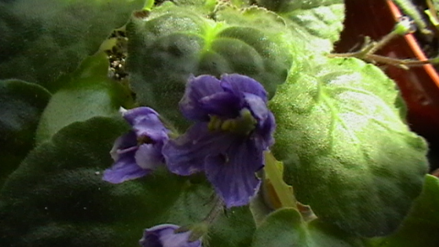 IMGA0306 - violete 2011