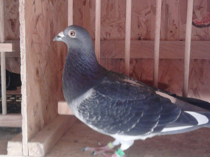 834 M.Roosens -Enalges -V.Hasten