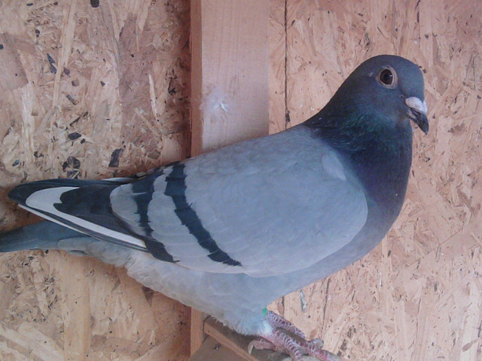 848 Gust Cristianes(Pupaza Lucian&Simion Emil)