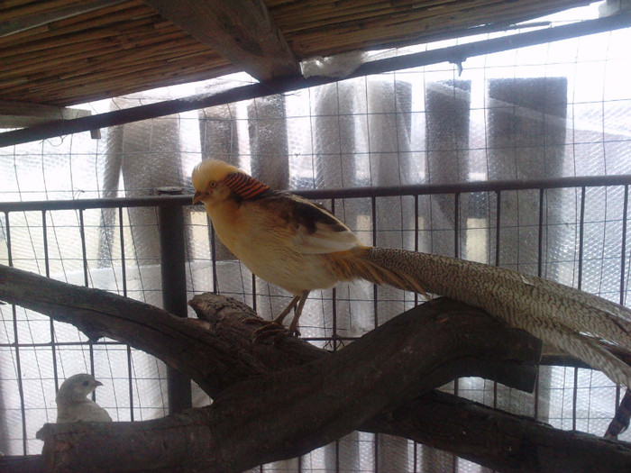 P261211_14.520002 - toate rasele de fazani exotici