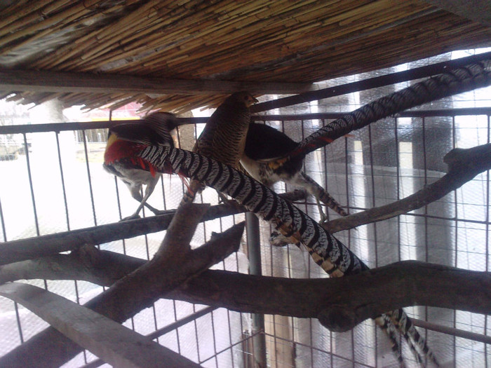 P261211_14.530001 - toate rasele de fazani exotici