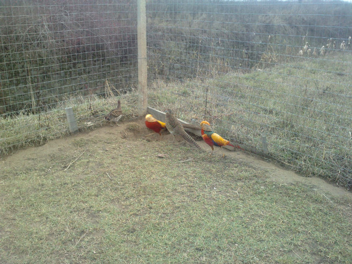 P261211_14.540001 - toate rasele de fazani exotici