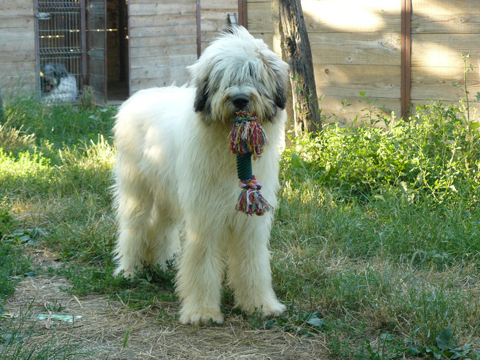 P1020186 - RoJCh EuJCh BALAN D MURESAN