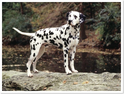 adoptat de:aliceandruno;nume cutzu:Bruno;ani cutzu:1