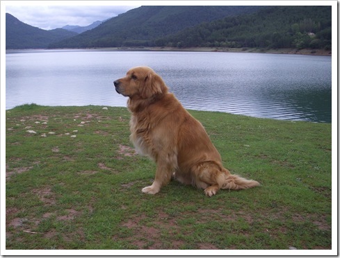 adoptat de : xJustACutePuppyx ;nume cutzu: Shadow ; ani cutzu : 5