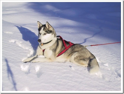 adoptat de:giulistar;nume cutzu:Benny;ani cutzu:1