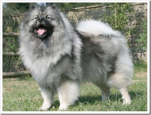 adoptat de:sanziana;nume cutzu:Alin;ani cutzu:1