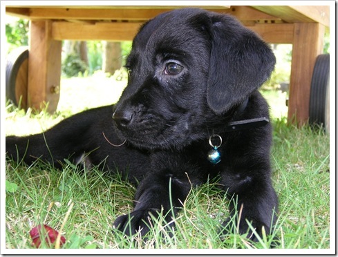 adoptat de:xStarsDesignsMagx3;nume cutzu:Teddy;ani cutzu:10 luni