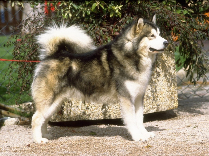 adoptat de:Stefyyy;Nume Cutzu:Skyp;Ani Cutzu:5